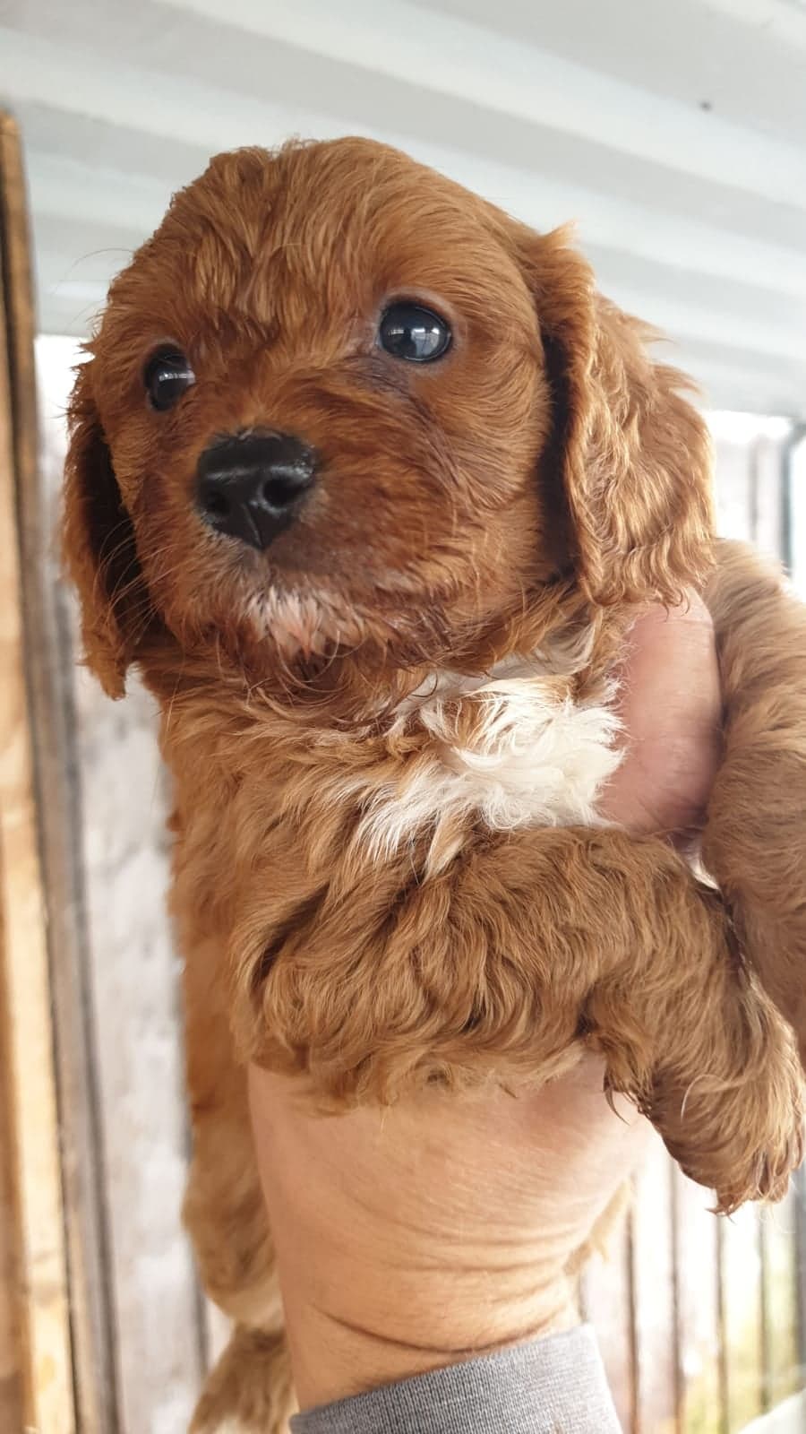 #generacje hybryd #F1 F2 cavapoo
