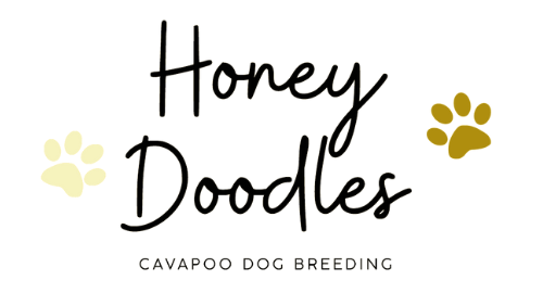 CAVAPOO 