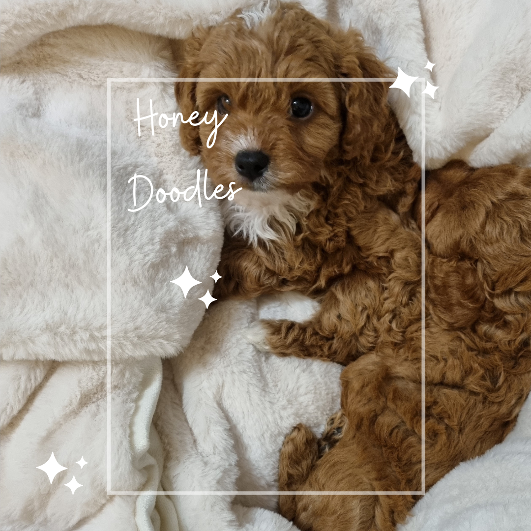 que significa f1 cavapoo